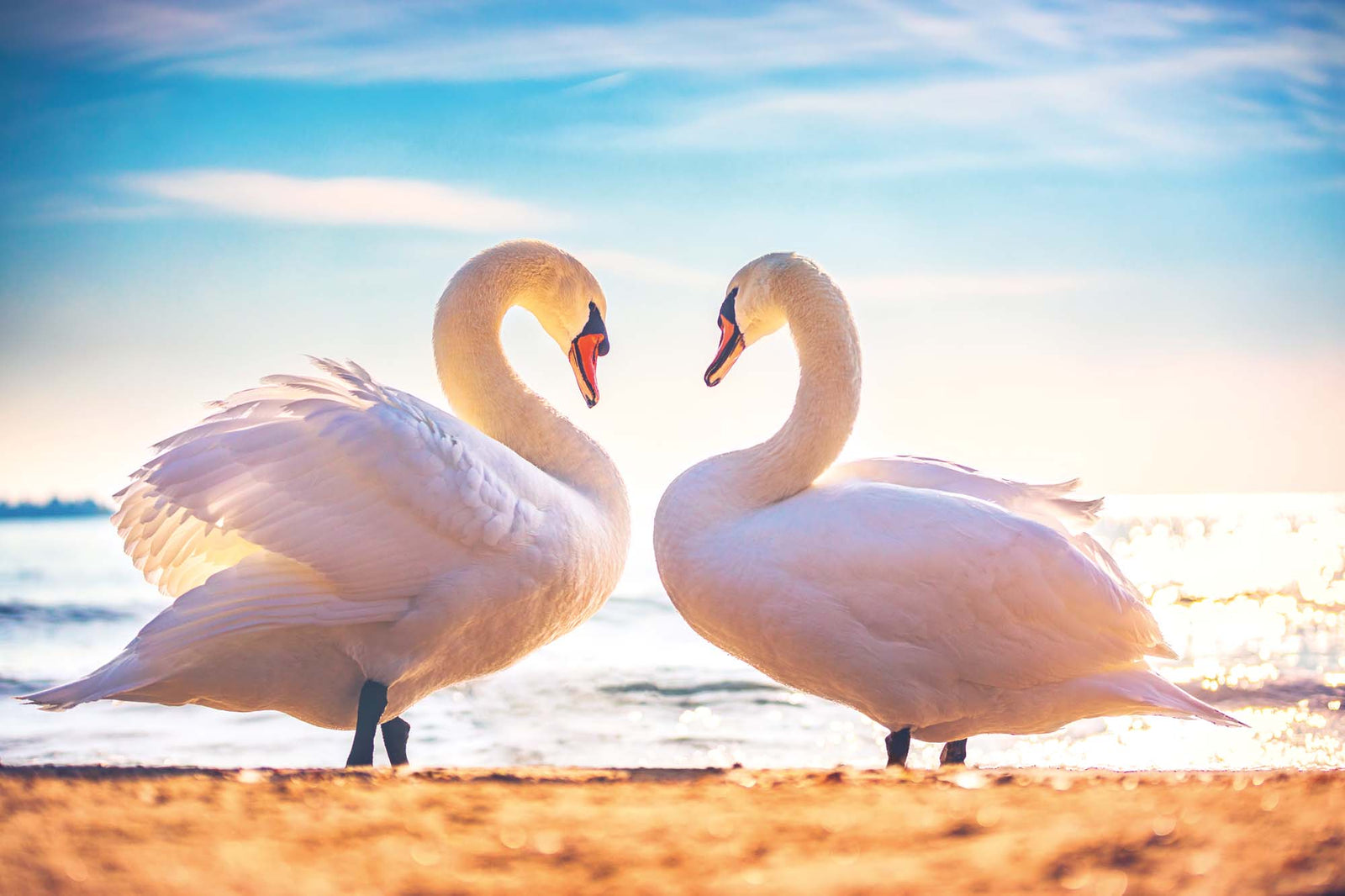 Fototapetes ar gulbjiem – Mīlestības simbols, 375x250 cm D-ART