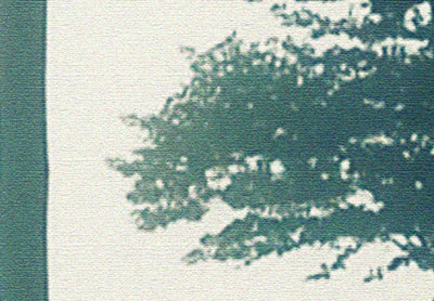Fototapetes ar skaistu miglainu mežu tumši zaļos toņos  G-ART