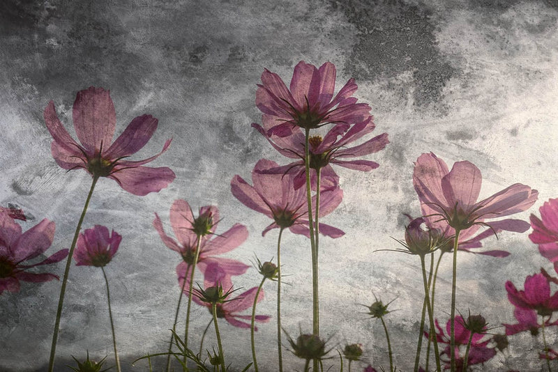 Fototapetes ar pļavas ziediem uz pelēka fona, D363 D-ART