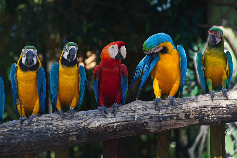 Fototapetes ar putniem - Krāsaini papagaiļi D-ART
