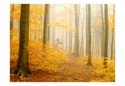 Fototapetes ar rudens mežu- Rudens mežs 59846 G-ART