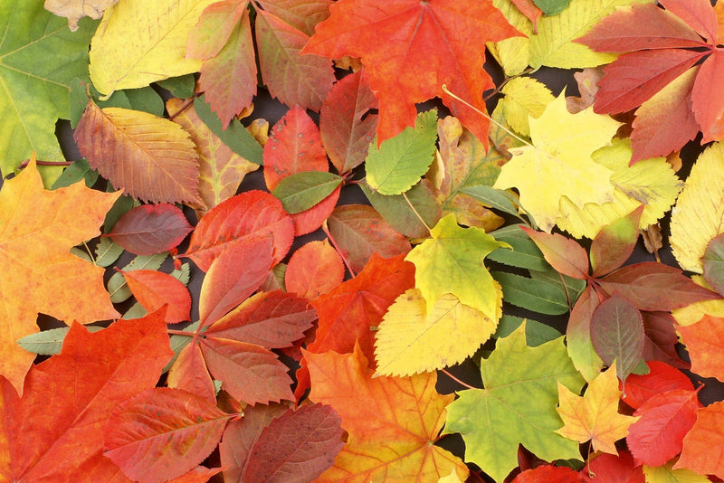 Fototapetes ar rudens rakstu - Rudens krāsas G-ART