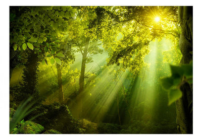 Fototapetes ar saulainu mežu - Slepenajā mežā, 61874 G-ART