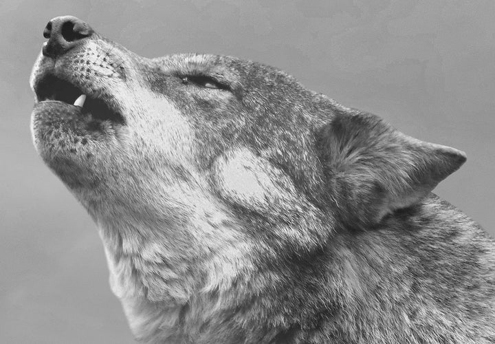 Fototapetes ar vilku pelēkos toņos - Meža noslēpumi G-ART