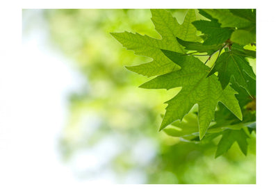 Фотообои с зелеными листьями - Листья (маленький фокус), 60208 G-ART