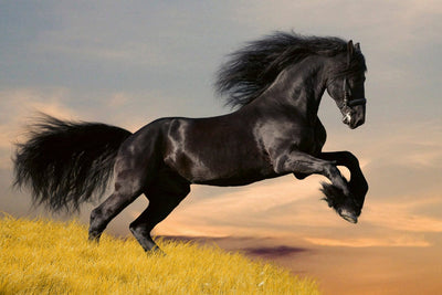 Fototapetes ar zirgu - Gracija un spēks (dažādi izmēri) G-ART