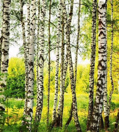 Fototapetes - Bērzu mežs (225x250 cm) ✅ Ir noliktavā D-ART