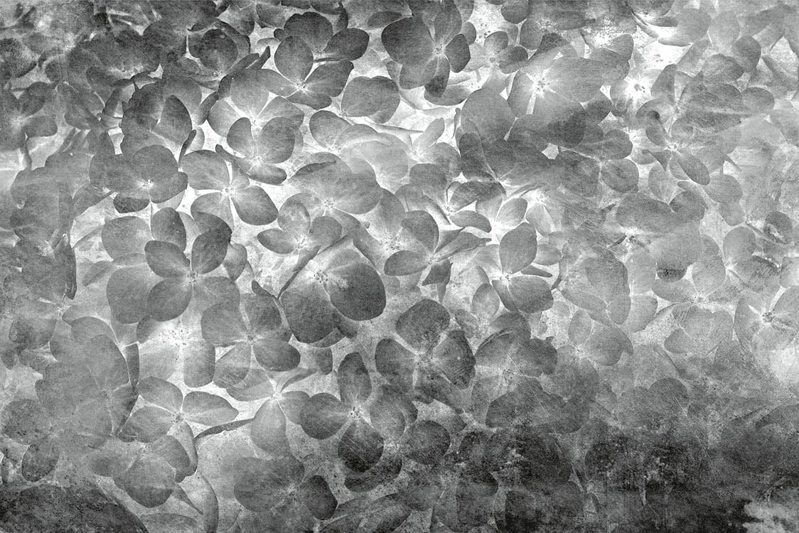 Melnbaltas fototapetes ar ziedošiem ziediem 375x250 cm D-ART