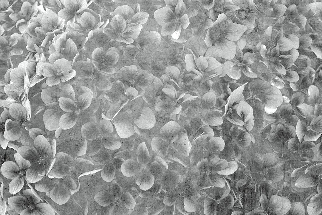 Pelēkas fototapetes ar ziedošiem ziediem, 375x250 cm D-ART