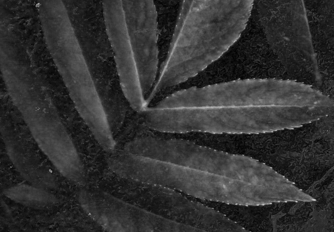 Fototapetes - Melnā pantera G-ART