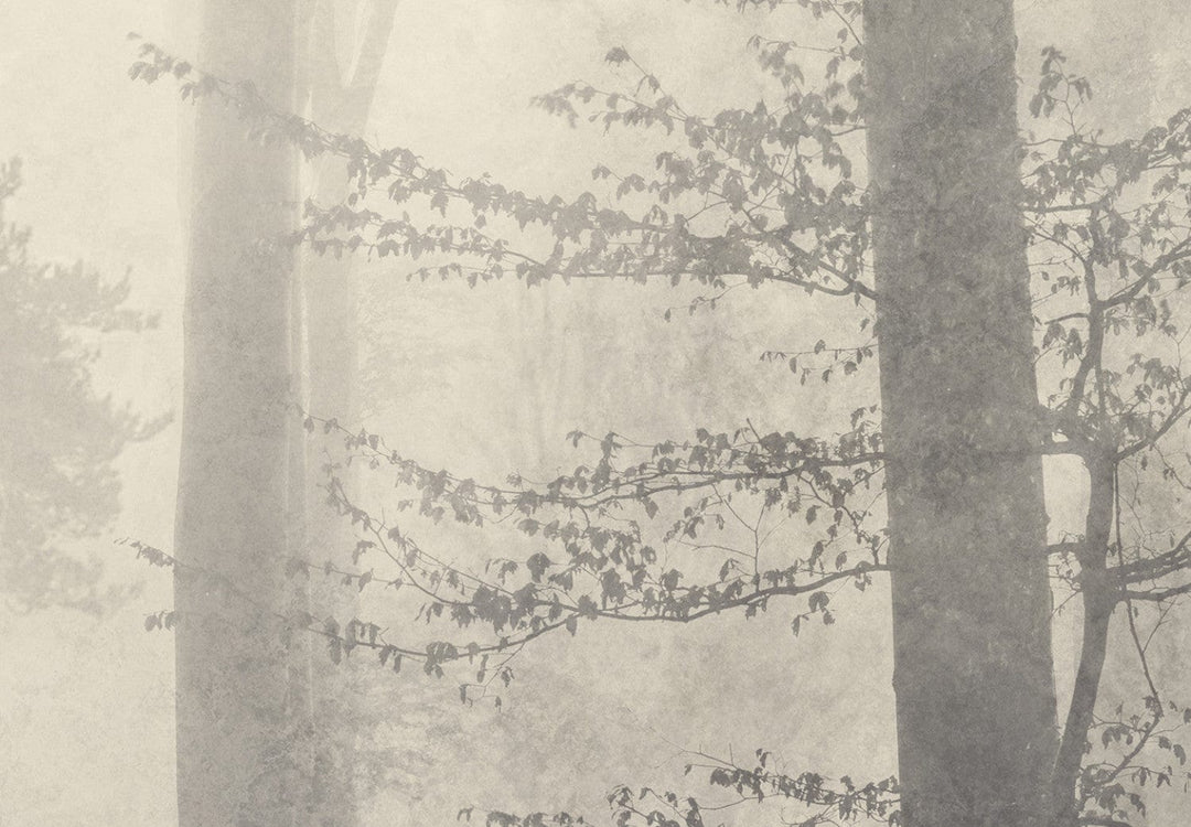 Fototapetes ar miglainu mežu ziloņkaula krāsa #E0D9C7 G-ART
