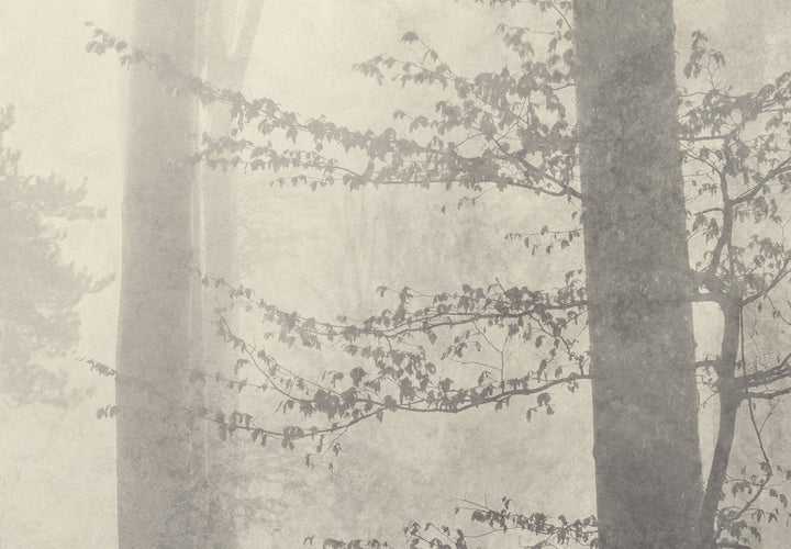 Fototapetes ar miglainu mežu ziloņkaula krāsa #E0D9C7 G-ART