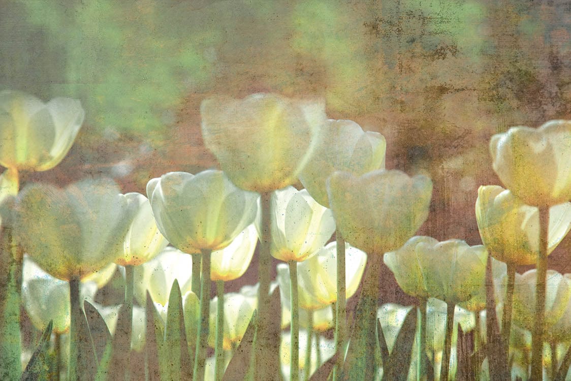 Fototapetes Vintāžas baltas tulpes zaļos toņos, D385 D-ART
