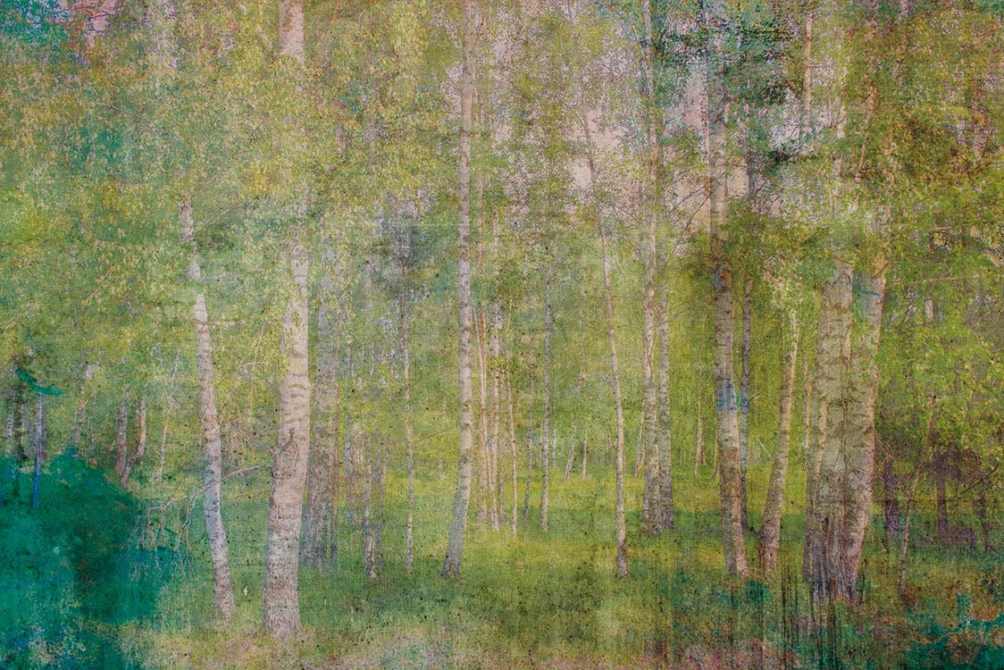 Fototapetes - Vintāžas bērzu birzs, 375x250 cm D-ART