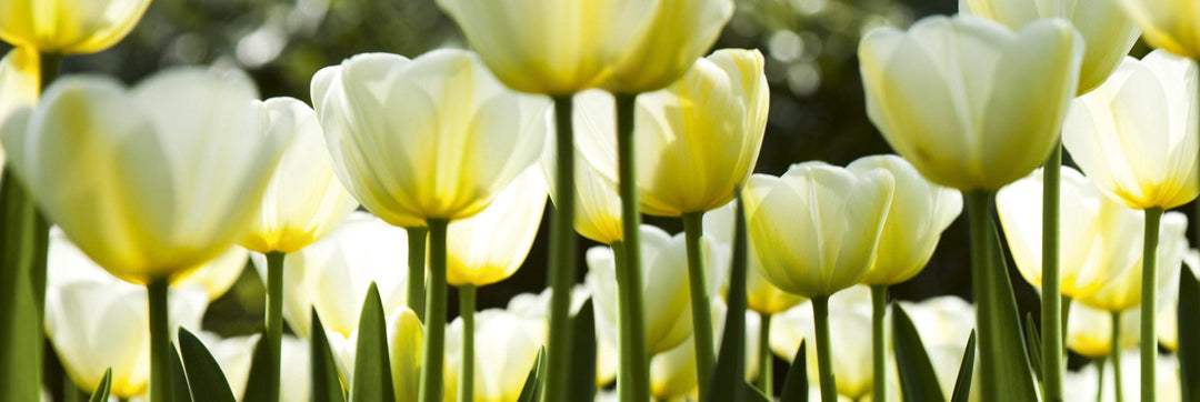 Pašlīmējošas fototapetes virtuvei - Baltas tulpes  (180x60 cm) Art4home