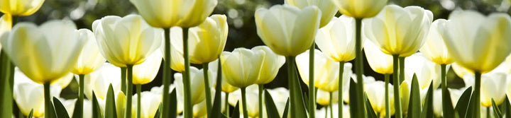 Laminētas fototapetes uz pašlīmējošas plēves - Baltas tulpes (260x60 cm) Art4home