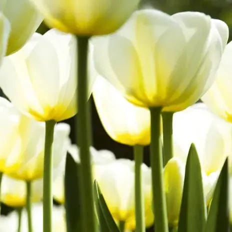 Laminētas fototapetes uz pašlīmējošas plēves - Baltas tulpes (260x60 cm) Art4home