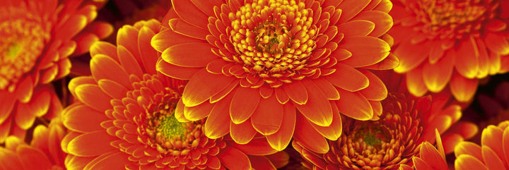 Pašlīmējošas fototapetes virtuvei - Gerberas  (180x60 cm) Art4home