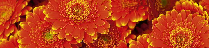 Laminētas pašlīmējošas fototapetes virtuvei - Gerberas (260x60 cm) Art4home