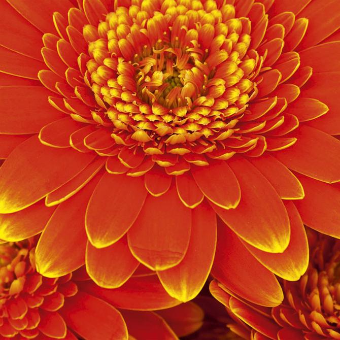 Laminētas pašlīmējošas fototapetes virtuvei - Gerberas (260x60 cm) Art4home