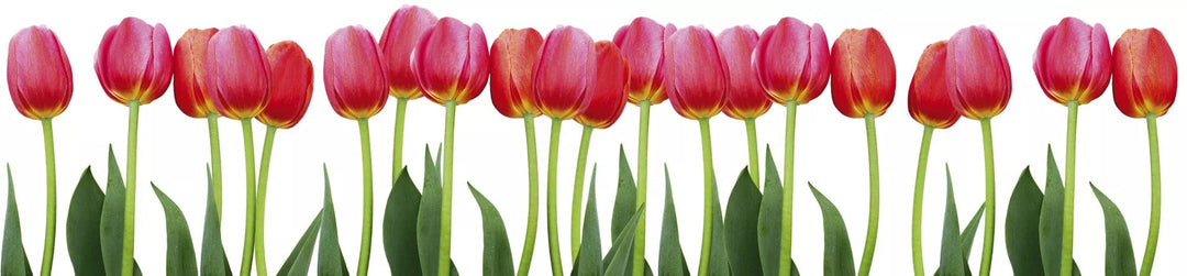 Laminētas pašlīmējošas fototapetes virtuvei - Tulpes  (260x60 cm) Art4home