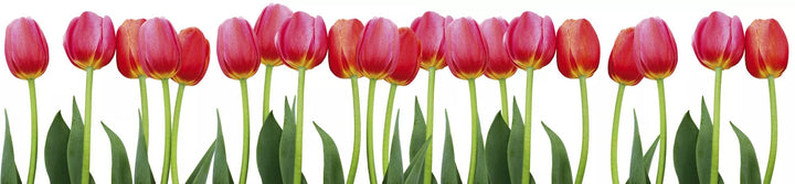 Laminētas pašlīmējošas fototapetes virtuvei - Tulpes  (260x60 cm) Art4home
