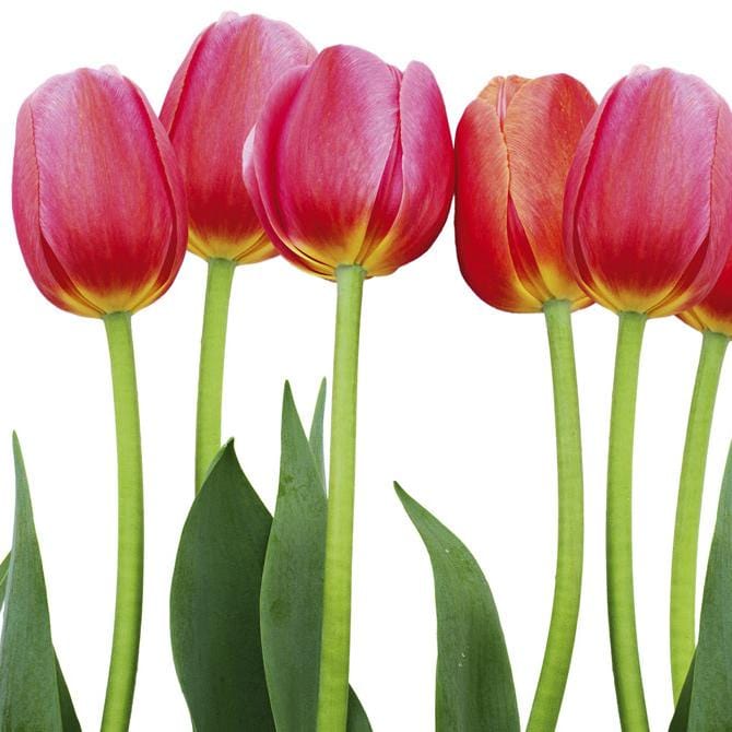 Laminētas pašlīmējošas fototapetes virtuvei - Tulpes  (260x60 cm) Art4home