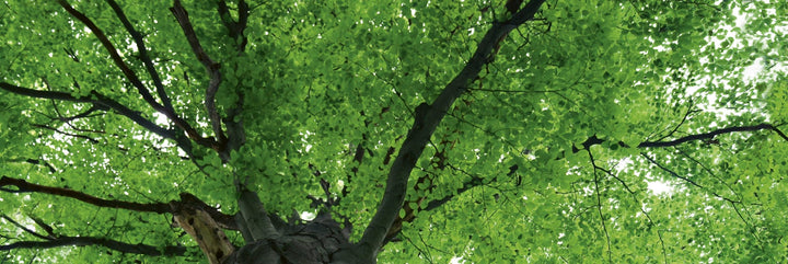 Pašlīmējošas fototapetes virtuvei - Koku galotnes  (180x60 cm) Art4home