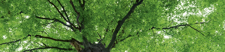Pašlīmējošas fototapetes virtuvei - Koku galotnes (260x60 cm) Art4home