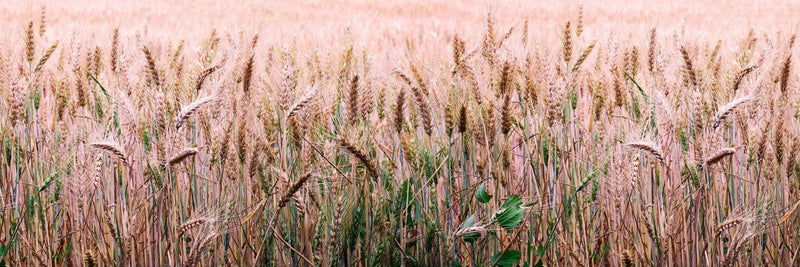 Fototapetes virtuvei ar lamināciju, pašlīmējošas plēve un flizelīns - Kviešu lauks (180x60 cm) Art4home