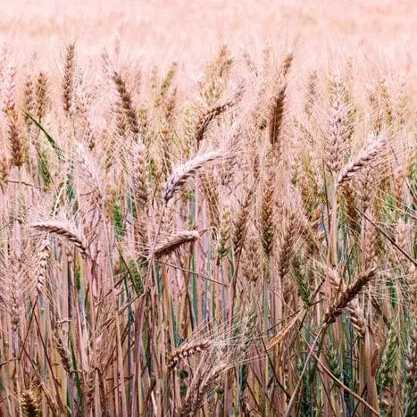 Pašlīmējošas fototapetes virtuvei - Kviešu lauks (260x60 cm) Art4home