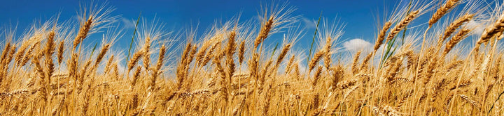 Pašlīmējošas fototapetes virtuvei - Kviešu lauks II (260x60 cm) Art4home