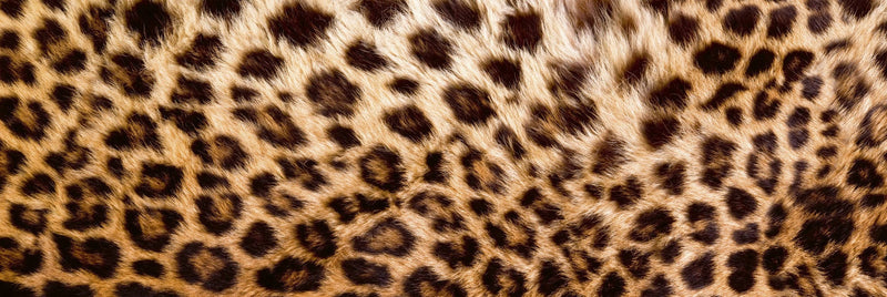 Fototapetes virtuvei ar lamināciju, pašlīmējošas plēve un flizelīns - Leoparda āda  (180x60 cm) Art4home