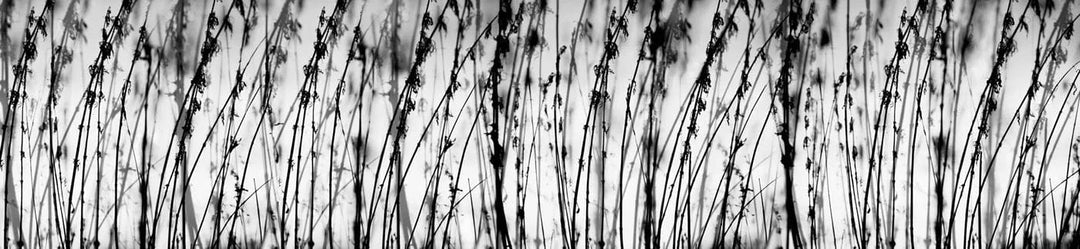 Pašlīmējošas fototapetes virtuvei - Melnbaltā zāle (260x60 cm) Art4home
