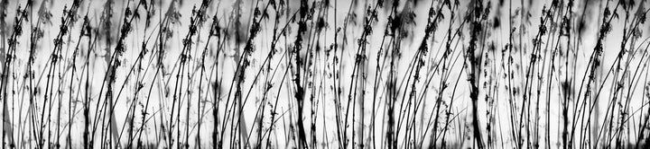 Pašlīmējošas fototapetes virtuvei - Melnbaltā zāle (260x60 cm) Art4home