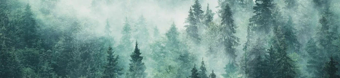 Pašlīmējošas fototapetes virtuvei - Migla mežā (260x60 cm) Art4home