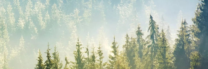 Pašlīmējošas fototapetes virtuvei - Migla virs meža (180x60 cm) Art4home