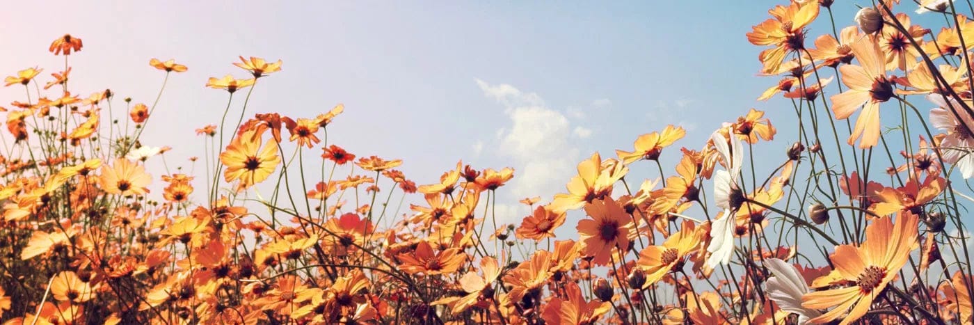 Pašlīmējošas fototapetes virtuvei - Pavasara pļava (180x60 cm) Art4home