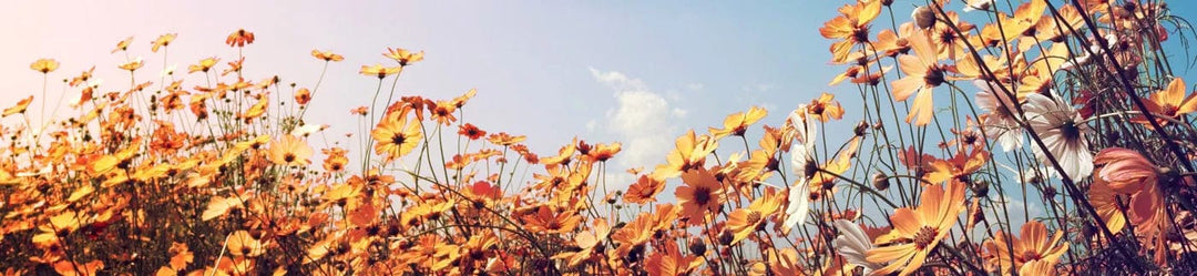Pašlīmējošas fototapetes virtuvei ar saulainu rakstu - Pavasara pļava (260x60 cm) Art4home