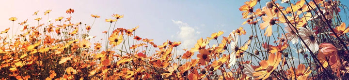 Pašlīmējošas fototapetes virtuvei ar saulainu rakstu - Pavasara pļava (260x60 cm) Art4home