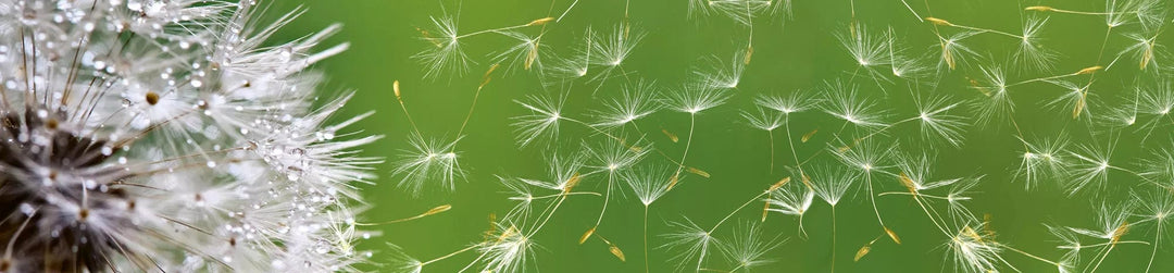 Pašlīmējošas fototapetes virtuvei - Pienene  (260x60 cm) Art4home