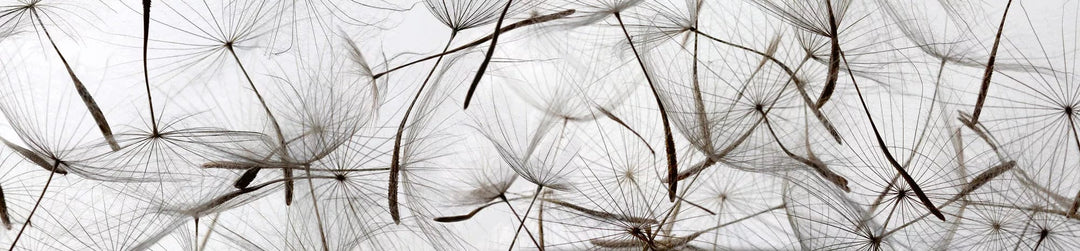 Pašlīmējošas fototapetes virtuvei - Pienenes un vējš  (260x60 cm) Art4home
