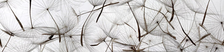 Pašlīmējošas fototapetes virtuvei - Pienenes un vējš  (260x60 cm) Art4home