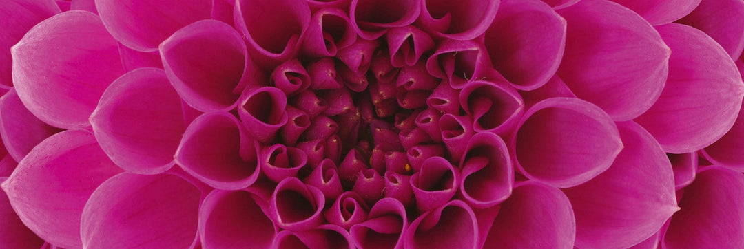 Pašlīmējošas fototapetes virtuvei - Rozā dālija  (180x60 cm) Art4home