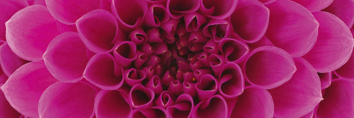Pašlīmējošas fototapetes virtuvei - Rozā dālija  (180x60 cm) Art4home