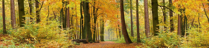 Fototapetes virtuvei ar lamināciju  - Rudens mežs  (260x60 cm) Art4home