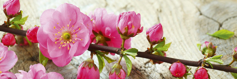 Fototapetes virtuvei ar lamināciju, pašlīmējošas plēve un flizelīns - Sakura  (180x60 cm) Art4home