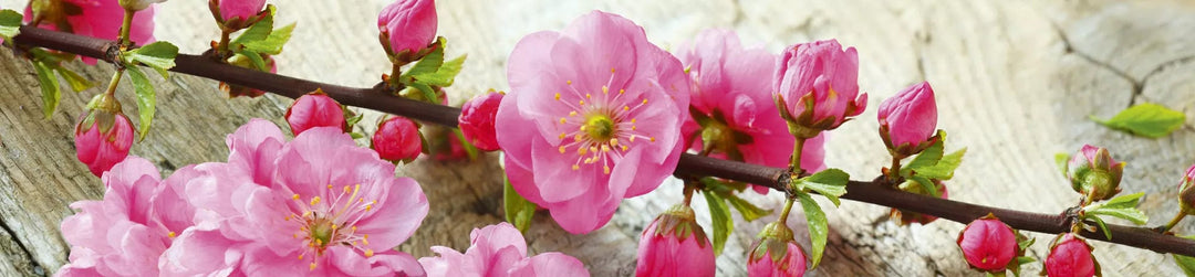 Fototapetes virtuvei ar lamināciju - Sakura  (260x60 cm) Art4home