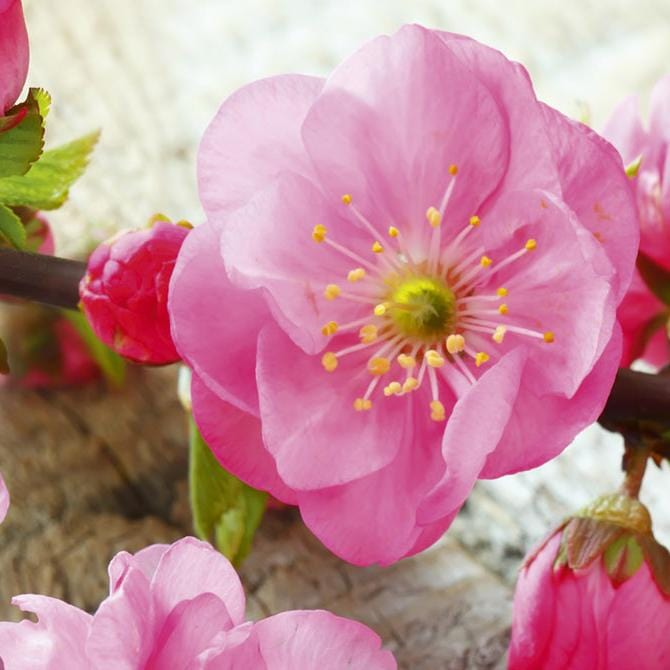 Fototapetes virtuvei ar lamināciju - Sakura  (260x60 cm) Art4home
