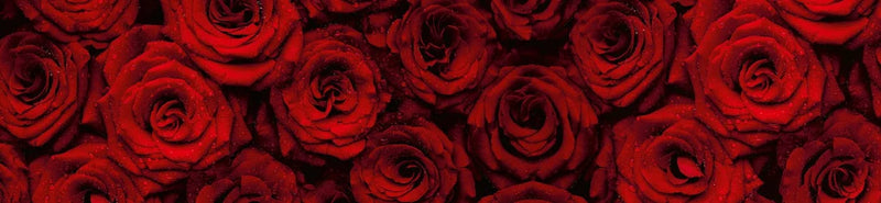Fototapetes virtuvei ar lamināciju, pašlīmējošas plēve un flizelīns - Sarkanas rozes (260x60 cm) Art4home